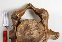 Inbreeding in woolly mammoths: Neck rib provide clues about decline and eventual extinction