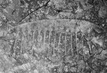 Ancient sea creatures filtered food like modern whales
