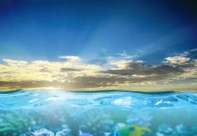 Reef fish arrived in two waves, before and after mass extinction 66 million years ago
