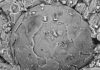 Rare fossilized embryos more than 500 million years old found
