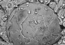 Rare fossilized embryos more than 500 million years old found