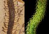 Graduate student brings extinct plants to life