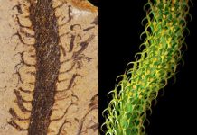 Graduate student brings extinct plants to life