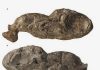 Ancient shark fossil reveals new insights into jaw evolution