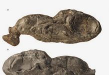 Ancient shark fossil reveals new insights into jaw evolution