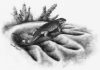 Earliest ancestor of land herbivores discovered