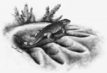 Earliest ancestor of land herbivores discovered