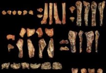 Oldest Pterodactyloid Species Discovered
