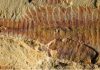 Ancient shrimp-like animals had ‘modern’ hearts and blood vessels