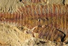 Ancient shrimp-like animals had ‘modern’ hearts and blood vessels