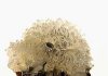 Hemimorphite