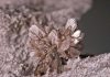 Howlite
