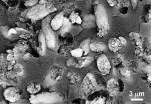 Deposits of phosphorites could be geological signpost of life