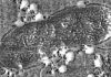 Microscopic organism plays a big role in ocean carbon cycling