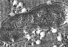 Microscopic organism plays a big role in ocean carbon cycling