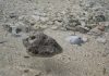Underwater volcano creates huge floating islands of rock, disrupts shipping