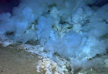 Undersea warfare: Viruses hijack deep-sea bacteria at hydrothermal vents