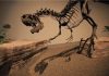 Revealing the healing of ‘dino-sores’
