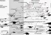 Shrinking helped dinosaurs and birds to keep evolving