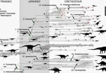 Shrinking helped dinosaurs and birds to keep evolving