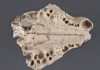 Extinct kitten-sized hunter discovered