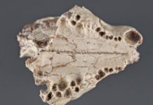 Extinct kitten-sized hunter discovered