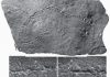 Paleontologists discover new fossil organism