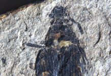 Fossil palm beetles ‘hind-cast’ 50-million-year-old winters