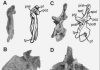 First diplodocid sauropod from South America found