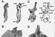 First diplodocid sauropod from South America found