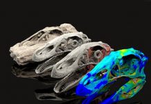 Fossil avatars are transforming palaeontology