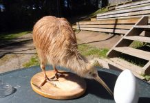 Ancient DNA ends Australia’s claim to kiwi origins