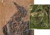 Age-old relationship between birds and flowers: World’s oldest fossil of a nectarivorous bird