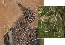 Age-old relationship between birds and flowers: World’s oldest fossil of a nectarivorous bird