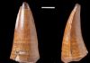 Huge tooth fossil shows marine predator had plenty to chew on