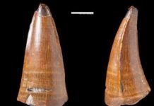 Huge tooth fossil shows marine predator had plenty to chew on