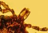 Amber discovery indicates Lyme disease is older than human race