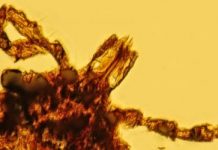 Amber discovery indicates Lyme disease is older than human race