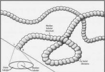 Paleontologists discover new fossil organism