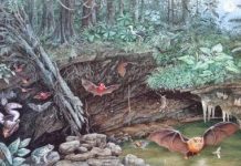 Ancient giant sperm discovered at Riversleigh World Heritage Fossil Site