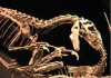 High-resolution images shed light on dinosaur bone healing