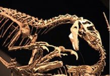 High-resolution images shed light on dinosaur bone healing