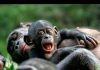 Ape ancestors’ teeth provide glimpse into their diets and environments