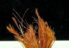 Ludlockite