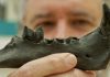 Over 100 new species discovered by team in drive to document biodiversity