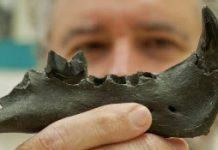 Over 100 new species discovered by team in drive to document biodiversity