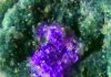 Putnisite: New Mineral Discovered in Australia