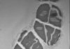 Microbe’s innovation brought doom to Earth