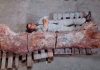 Largest dinosaur? Paleontologists unearth new heavyweight in Argentina