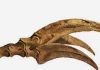 New study sheds light on dinosaur claw function
